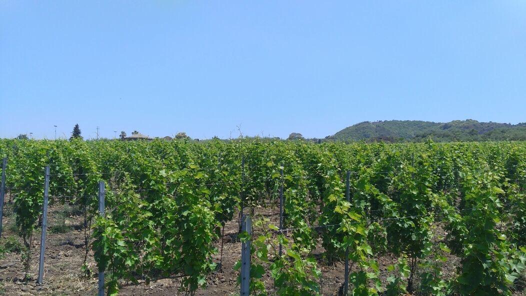 Escursione sull’Etna alla scoperta dei suoi vini e delle case vitivinicole.